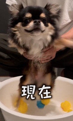 空中で水かきする犬