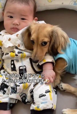 赤ちゃんと遊びたいサニーちゃん