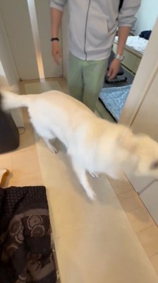 体を震わせる犬