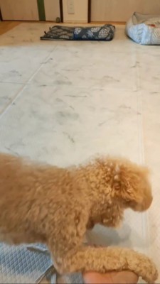 飼い主さんの手を叩きつけるトイプー