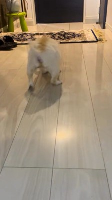 しっぽを振りながら玄関マットを目指して歩く犬