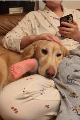 大型犬の顔の横に子供の足