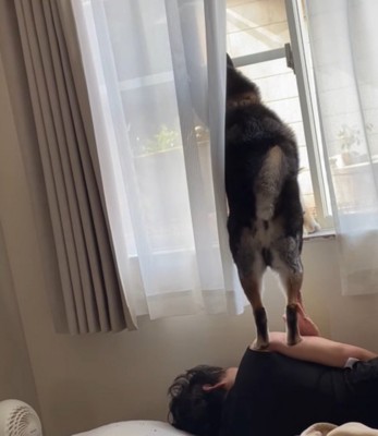 自分の上に乗っている犬の足を優しく手のひらで触る飼い主