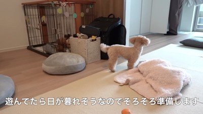 無邪気なモコちゃん