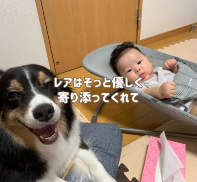 赤ちゃんと犬