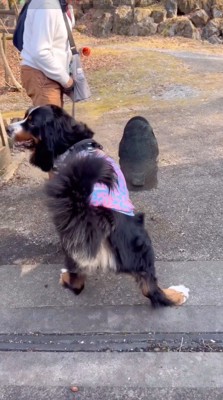 石を確認して飼い主をふり返る犬