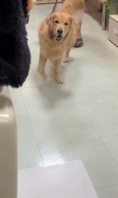 病院が大好きなマーシャル君5