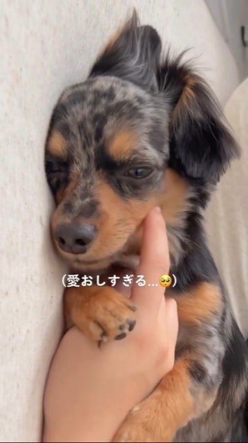 撫でられて眠そうにする犬