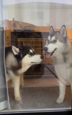 向き合う兄弟犬