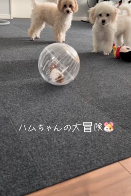 冒険中のハムスターとワンコたち7