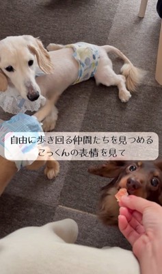 車椅子に挑戦する琥珀くん3