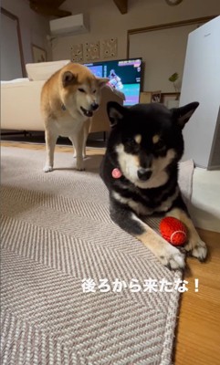 ボールを奪った陽ちゃんVS文句を言う春くん