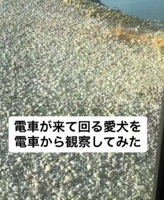 愛犬を見るため!!