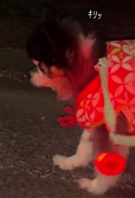 キリリと鋭い目