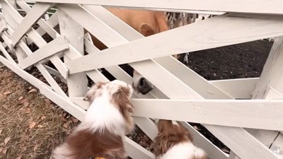 牛と挨拶するガルチェロくん