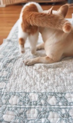 JOYくんとTOMくん3