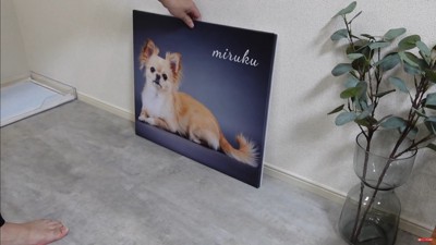 フォトパネルを飾った時のみるくちゃん4