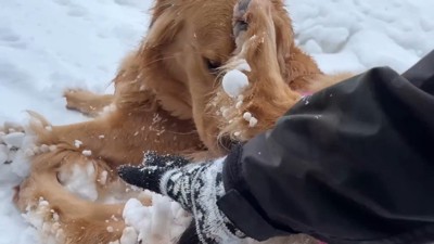 よもぎちゃん＆だいず君の雪への反応⑩