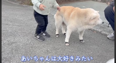 柴犬を触ってはしゃぐ男の子