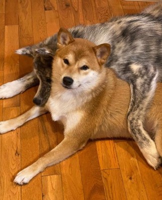 まるちゃんに甘えるあきちゃん