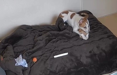 猫が見当たらない！？