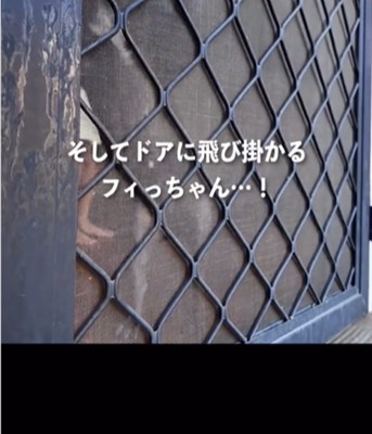 ドアに飛びかかる犬