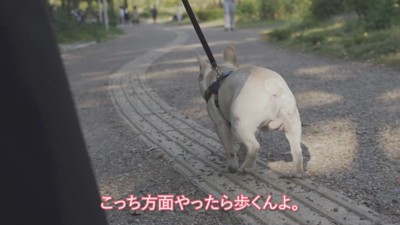 歩いてくれたと思ったら…