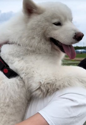 おんぶしてもらう大型犬9