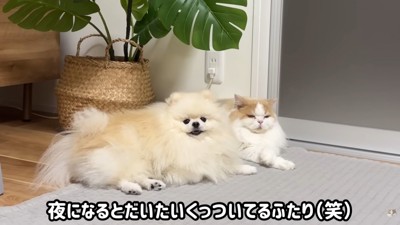 怒られたポテチくん⑩