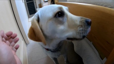 耳掃除を嫌がるきなこちゃん8