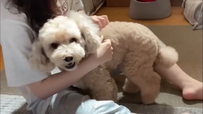 女性になでられる犬