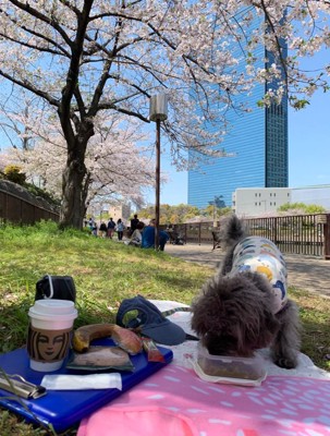 桜の下エマちゃん