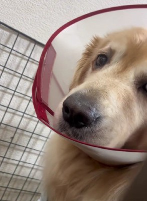 どいてくれる気配はない…