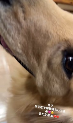 順番を待つ大型犬