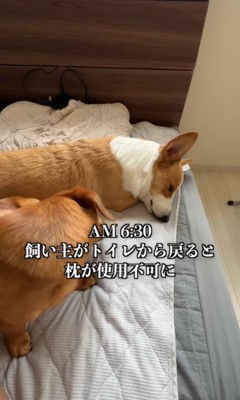 太郎くんと天くんの朝