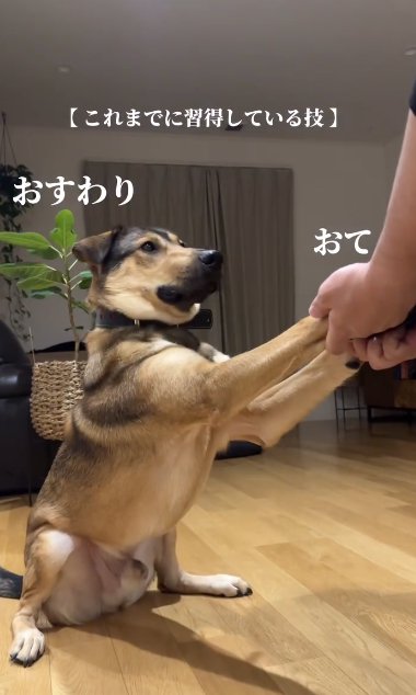 部屋で両手同時にオテをする大型犬