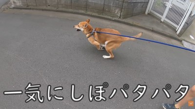 散歩中にお母さんに会った時のワンジローくん7