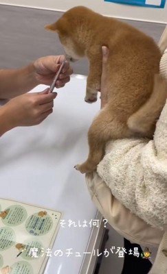 ももちちゃんのはじめての注射6