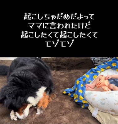 赤ちゃんを起こしたいとらじろう君2