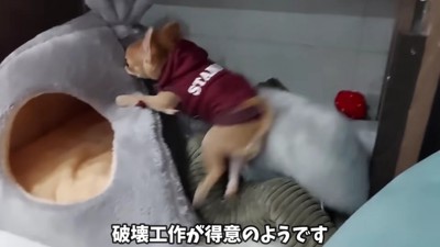 元気すぎる一面も!?