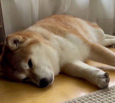 床に寝転がって遠くを見つめる犬