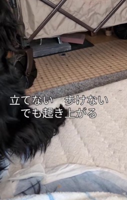 立てなくなった老犬