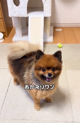 おかえりをするトムくん