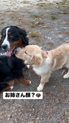 黒い犬の顔の匂いを嗅ぐ子犬