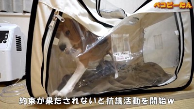 ペコちゃんの賢い行動6