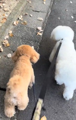 並んで散歩する小型犬達