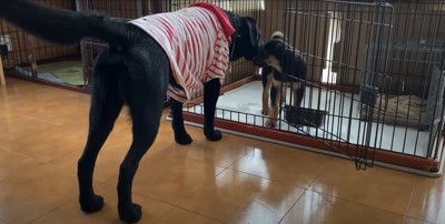 服を着た黒ラブと挨拶をしているケージの中の子犬