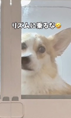 ノリノリナッツちゃん