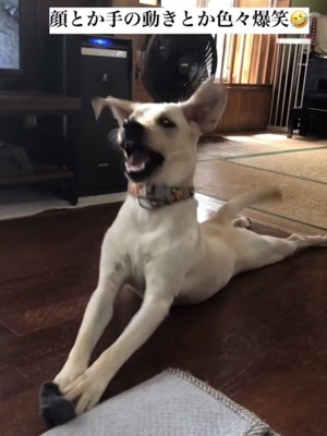 口を開けて反る犬