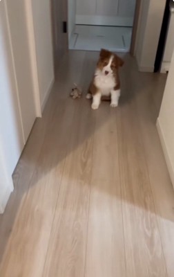 首をかしげるアンディ君